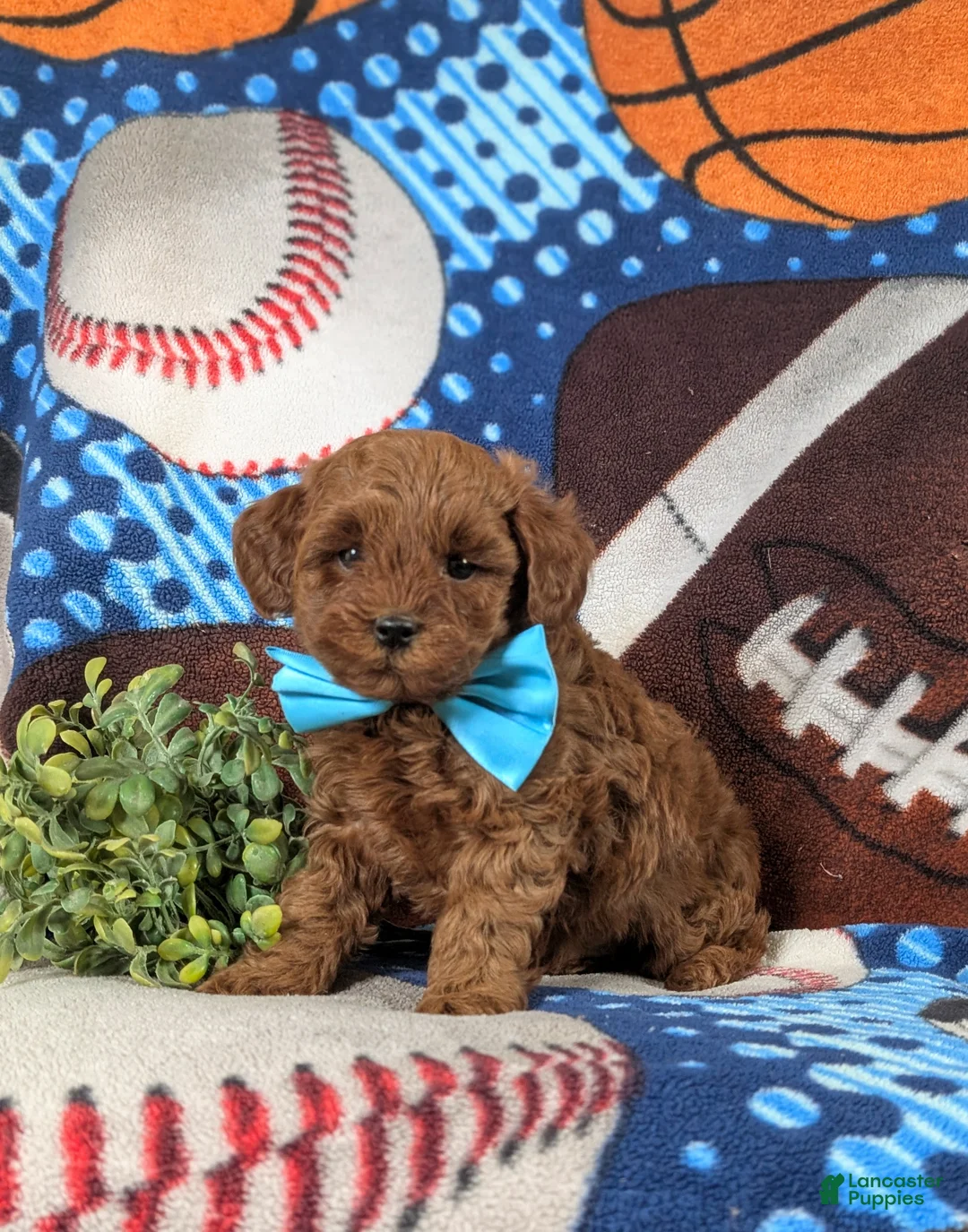 Lhasapoo dogs for sale: Hunter Hypoallergenic - Ad 1