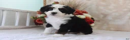 Mini Bernedoodle dogs for sale: Jared - Ad 4