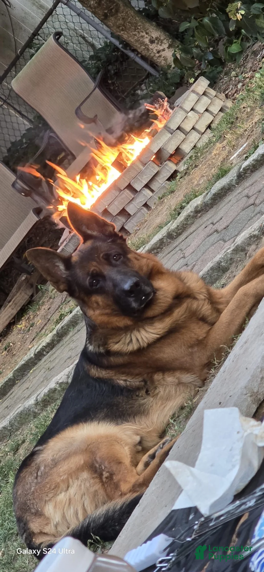 German Shepherd dogs for stud: German shepard - Ad 1