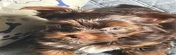 Yorkshire Terrier dogs for sale: Tony - Ad 7