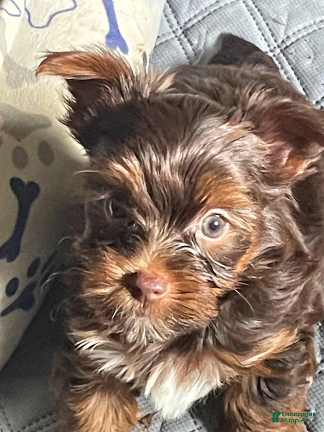 Yorkshire Terrier dogs for sale: Tony - Ad 7