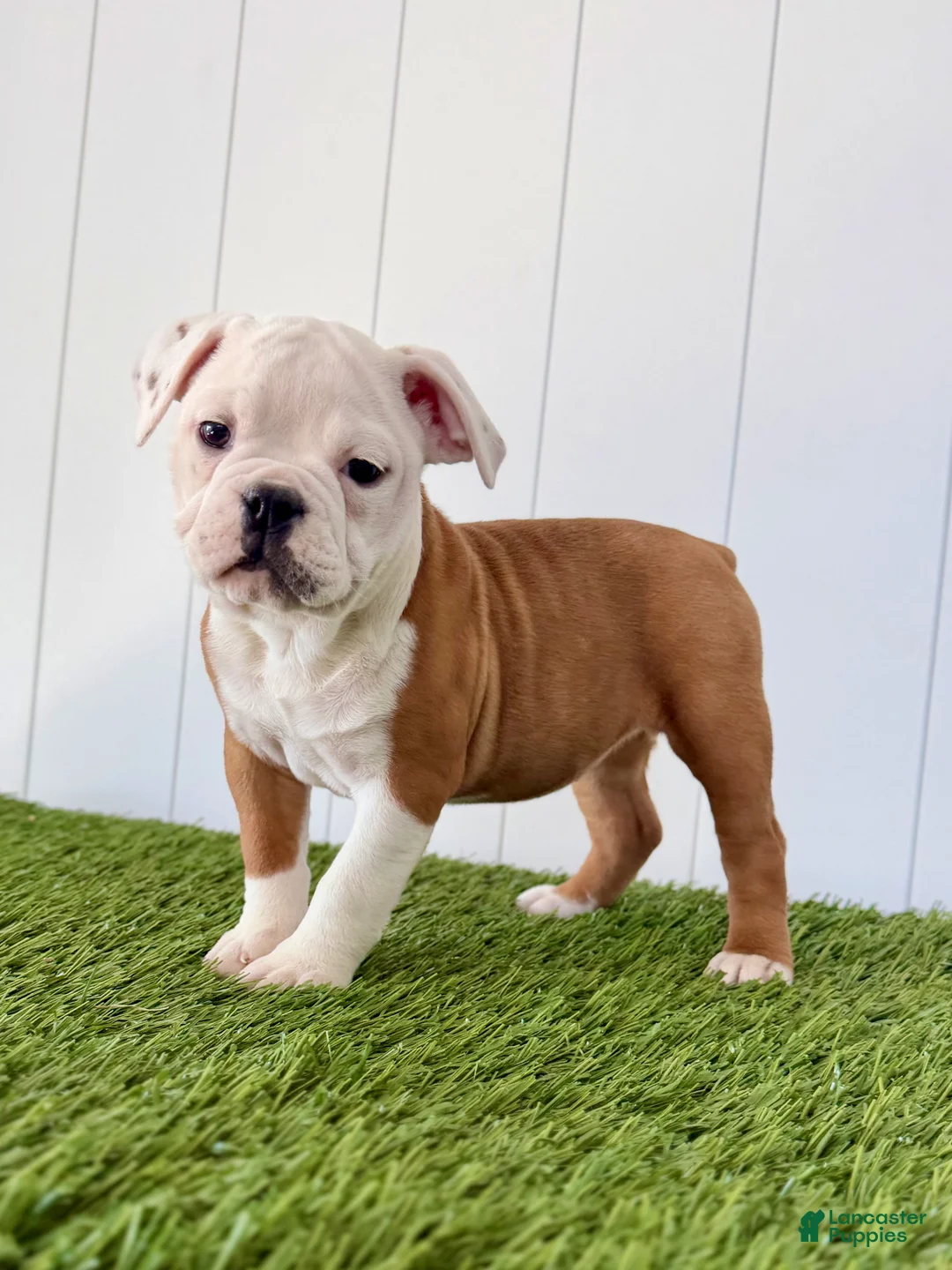 Olde English Bulldogge dogs for sale: Maizley - Ad 2