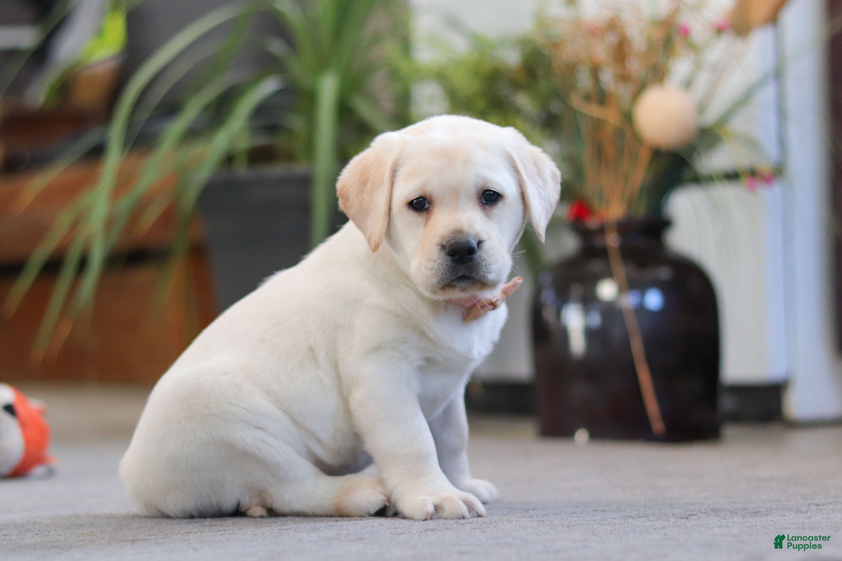 Labrador Retriever dogs Sonya - Ad 2