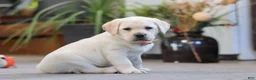 Labrador Retriever dogs for sale: Sonya - Ad 1