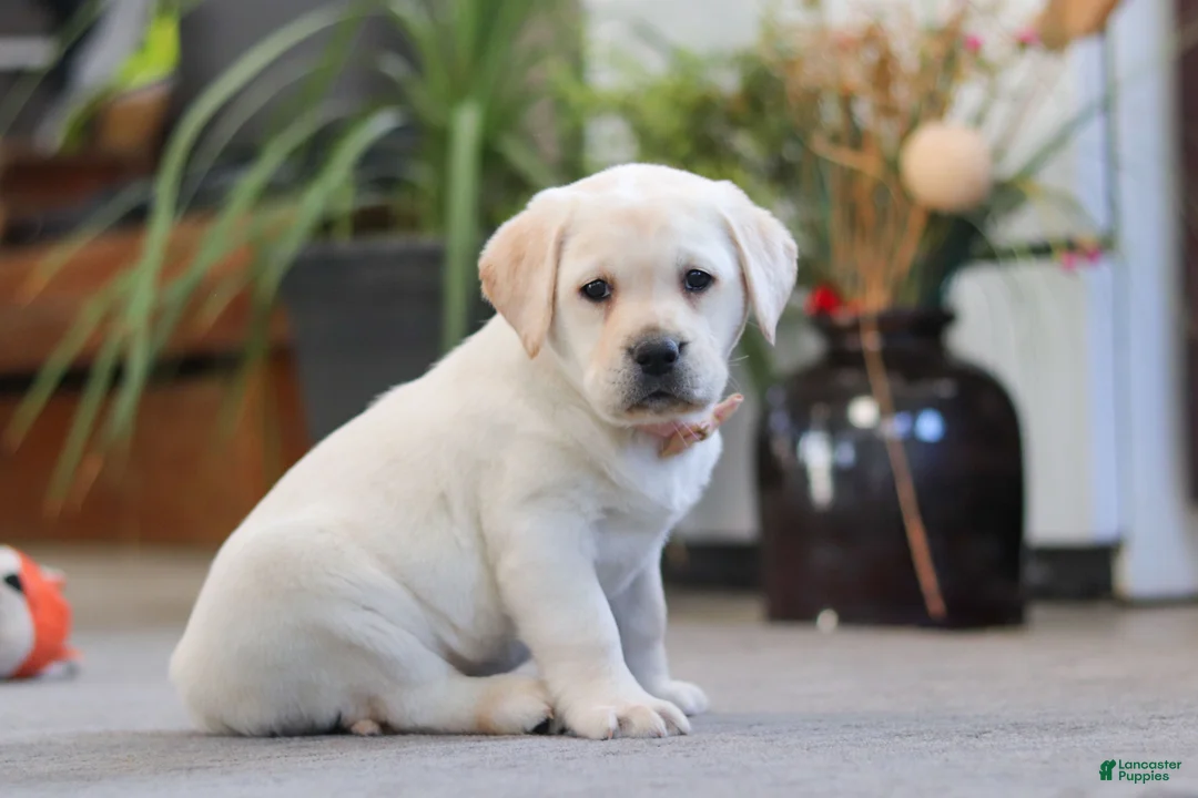 Labrador Retriever dogs for sale: Sonya - Ad 1
