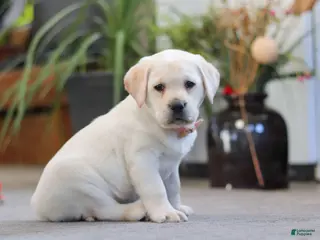 Labrador Retriever dogs Sonya - Ad 2