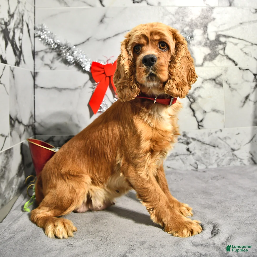 Mini Hippo dogs for sale: Bentley - Ad 7