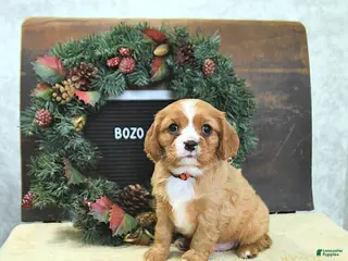 Cavalier King Charles Spaniel dogs Bozo - Ad 17