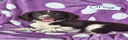 English Springer Spaniel dogs for sale: Oreo - Ad 3
