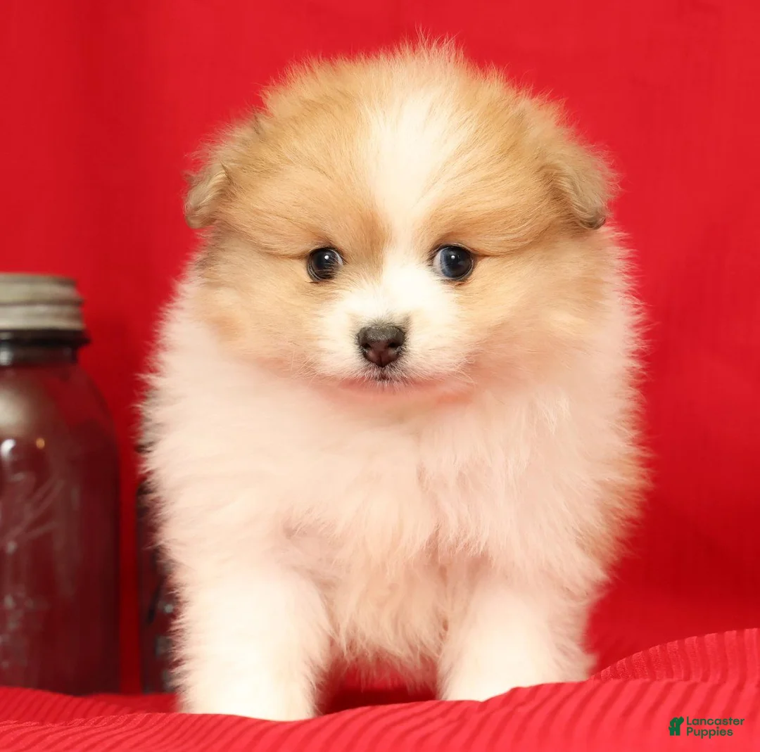 Pomeranian dogs for sale: Percy - Ad 2