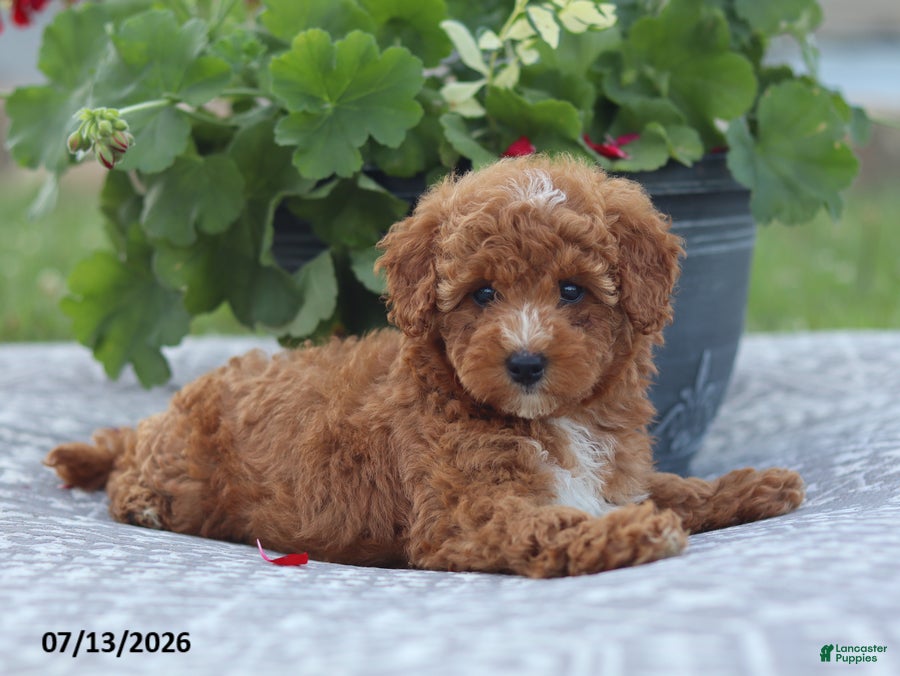 Miniature Poodle dogs Natasha - Ad 1