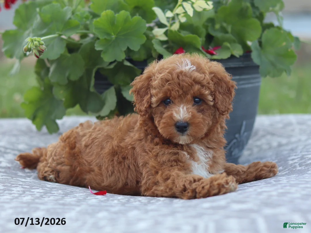 Miniature Poodle dogs for sale: Natasha - Ad 1