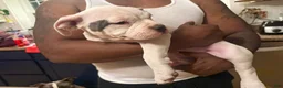 American Bully dogs for sale: Patience - Ad 4