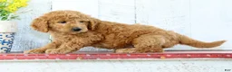 Mini Goldendoodle dogs for sale: Keith - Ad 4