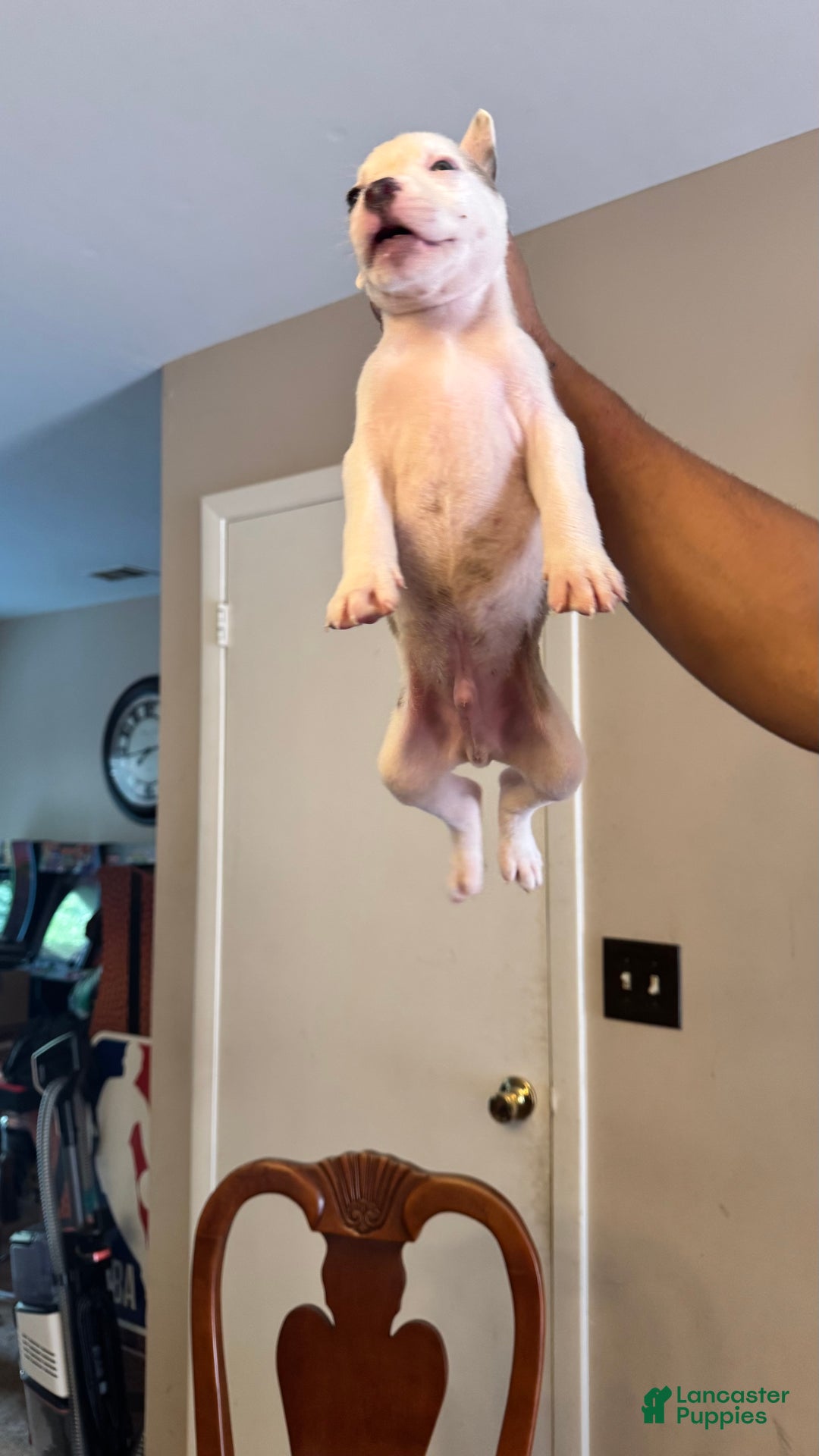 American Bully dogs for sale: American Bully Puppy 3 (Rex) - Ad 7