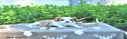 Cavalier King Charles Spaniel dogs for sale: Jaxon - Ad 4