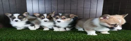 Welsh Corgi Pembroke dogs for sale: Roxanne - Ad 24