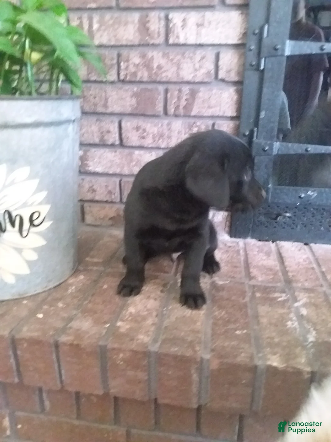 Labrador Retriever dogs for sale: Labrador Retriever Puppy 1 - Ad 3