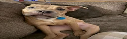 Mixed Breed dogs for sale: Mixed Breed Puppy 6 - Ad 2