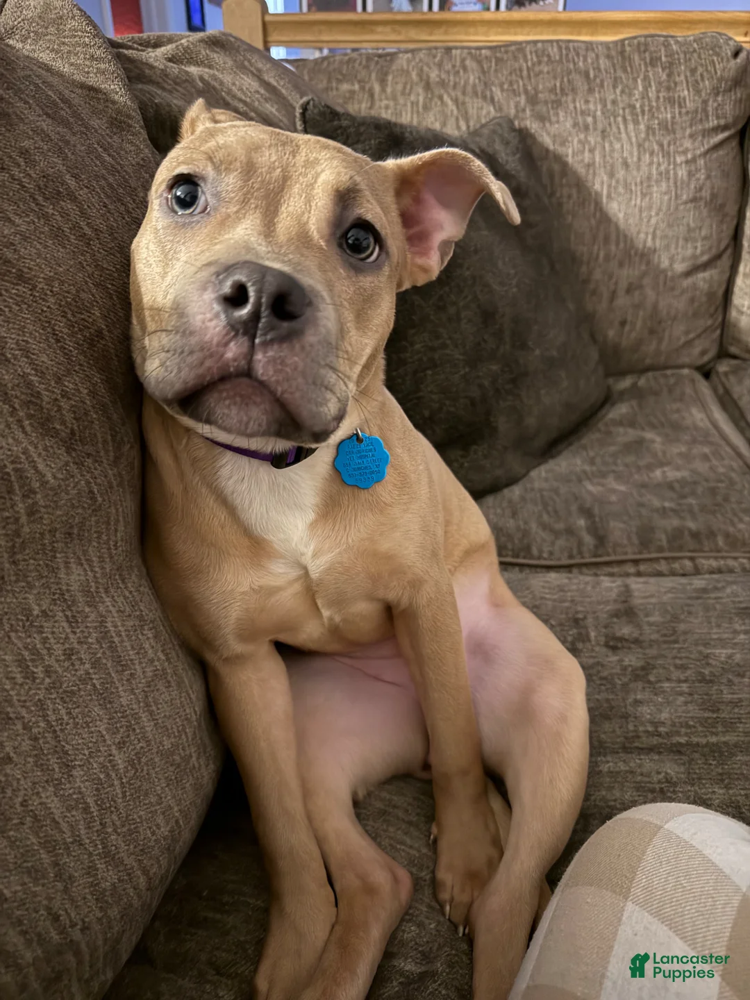 Mixed Breed dogs for sale: Mixed Breed Puppy 6 - Ad 2