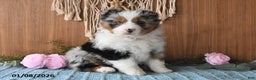 Miniature Australian Shepherd dogs for sale: Eylie - Ad 4