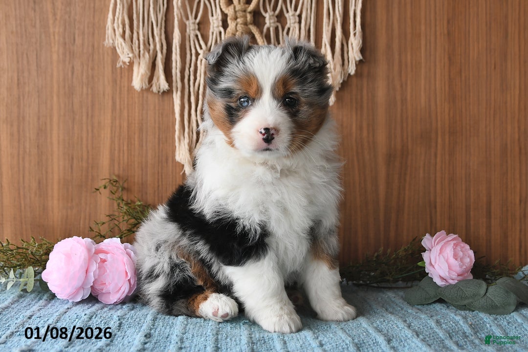 Miniature Australian Shepherd dogs for sale: Eylie - Ad 4