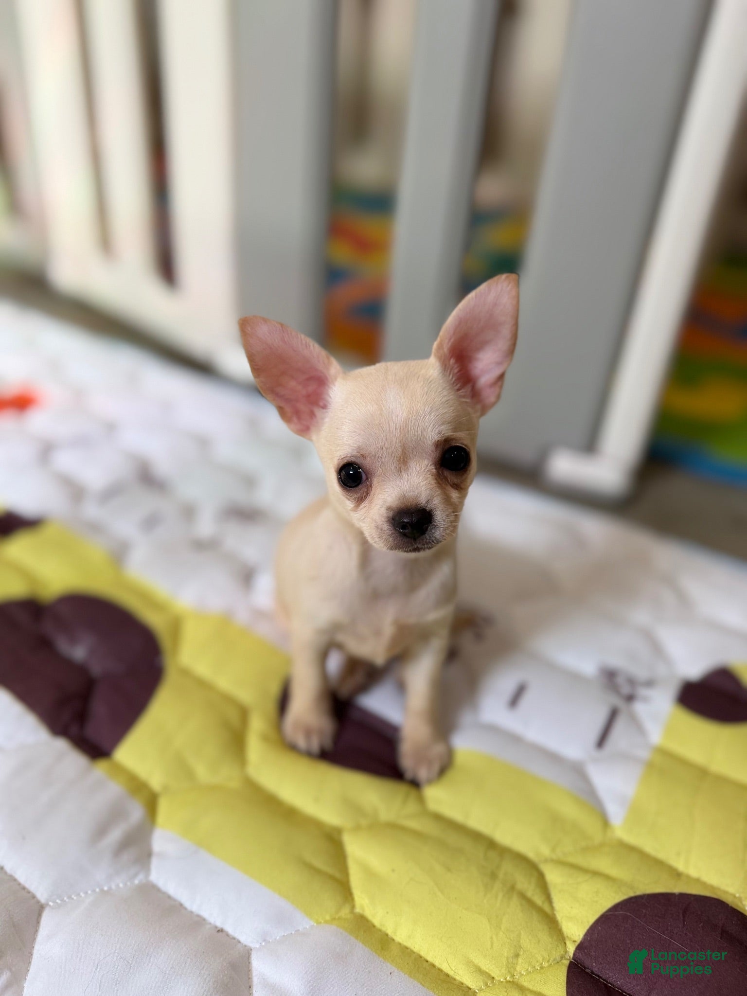Chihuahua dogs ✨Taffy✨ - Ad 2