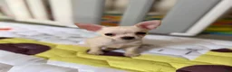 Chihuahua dogs for sale: ✨Taffy✨ - Ad 2