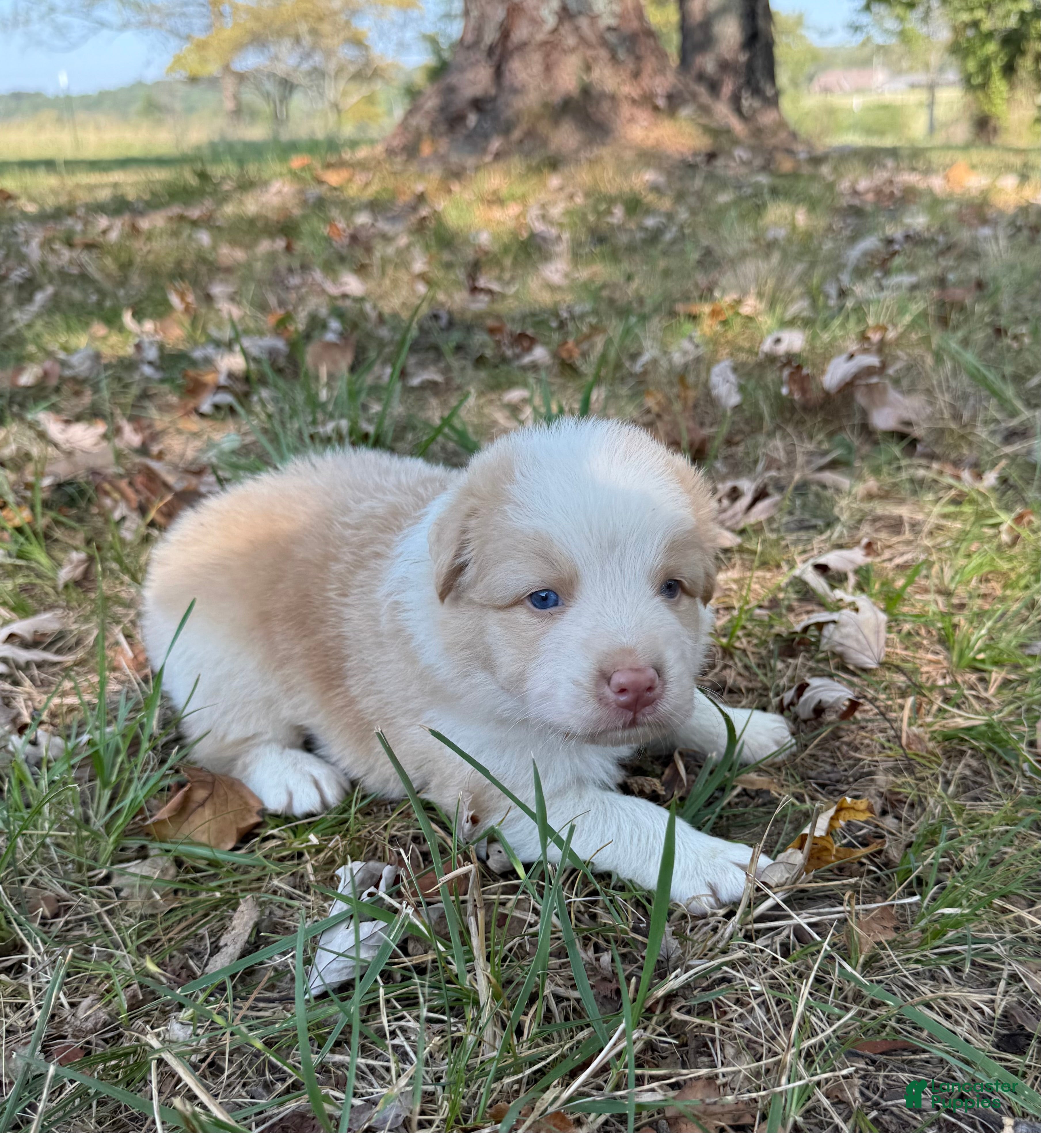 Australian Shepherd dogs Berry - Ad 2