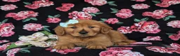 Golden Retriever dogs for sale: Sonia - Ad 7
