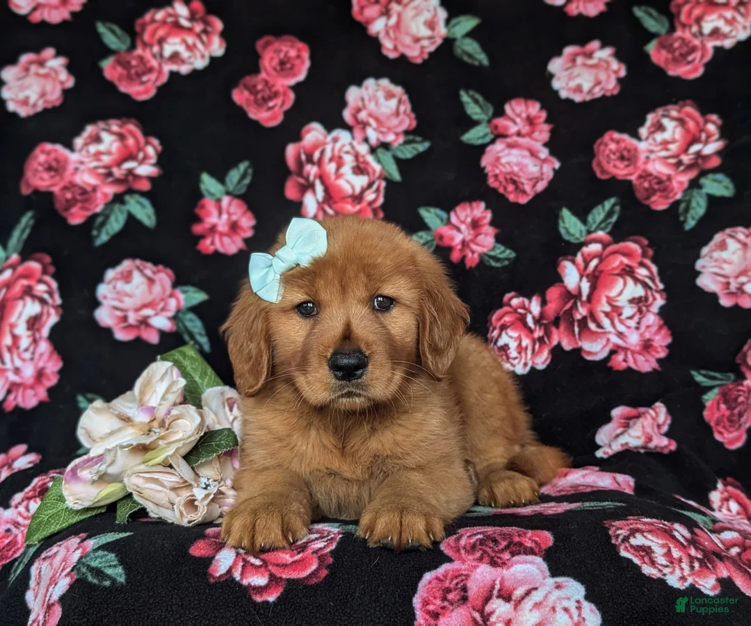 Golden Retriever dogs for sale: Sonia - Ad 7