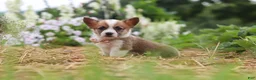 Welsh Corgi Pembroke dogs for sale: Pepper - Ad 4