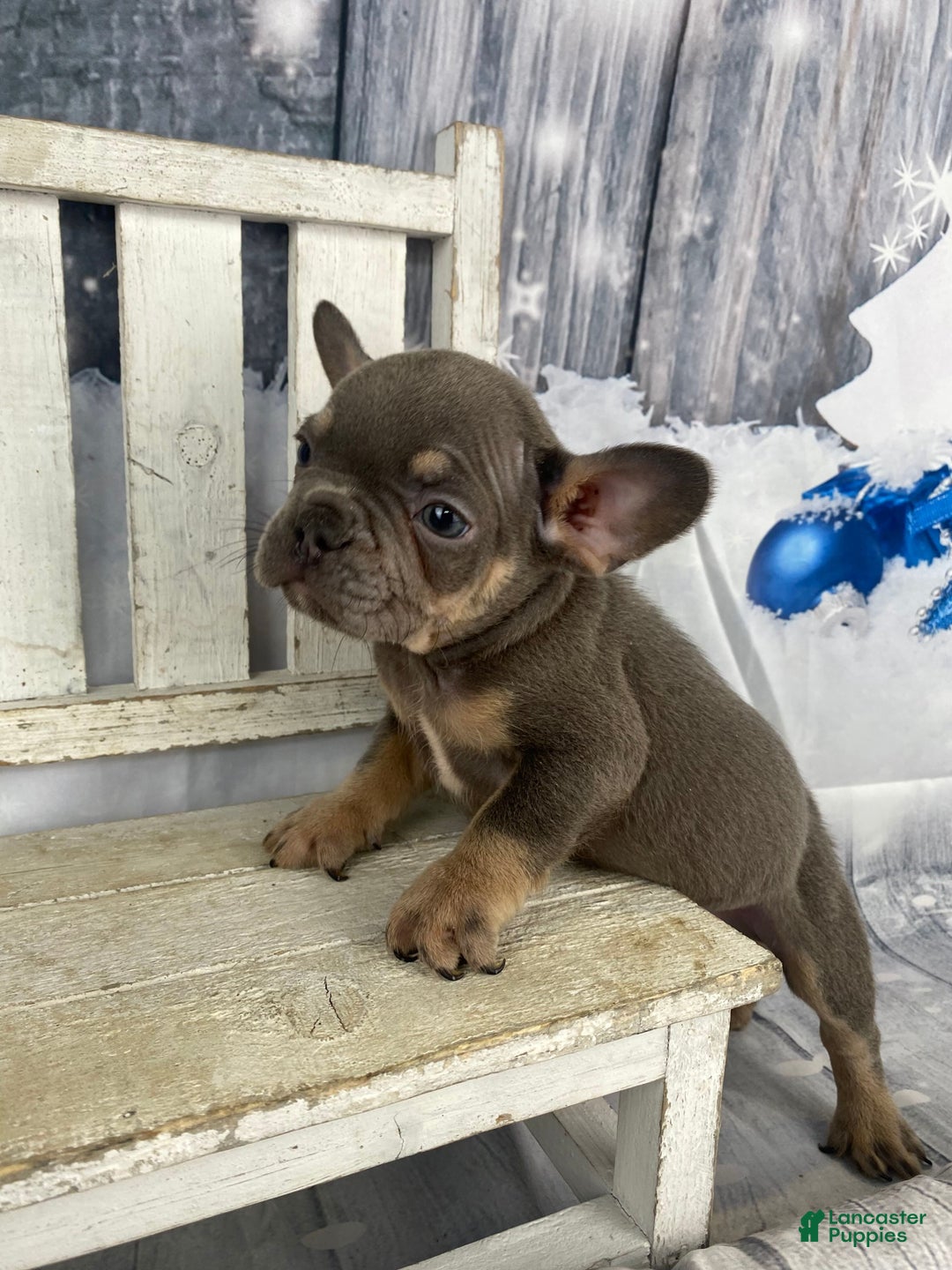 French Bulldog dogs for sale: Hunter - Ad 5