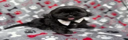 Shih Tzu dogs for sale: Scout - Ad 1