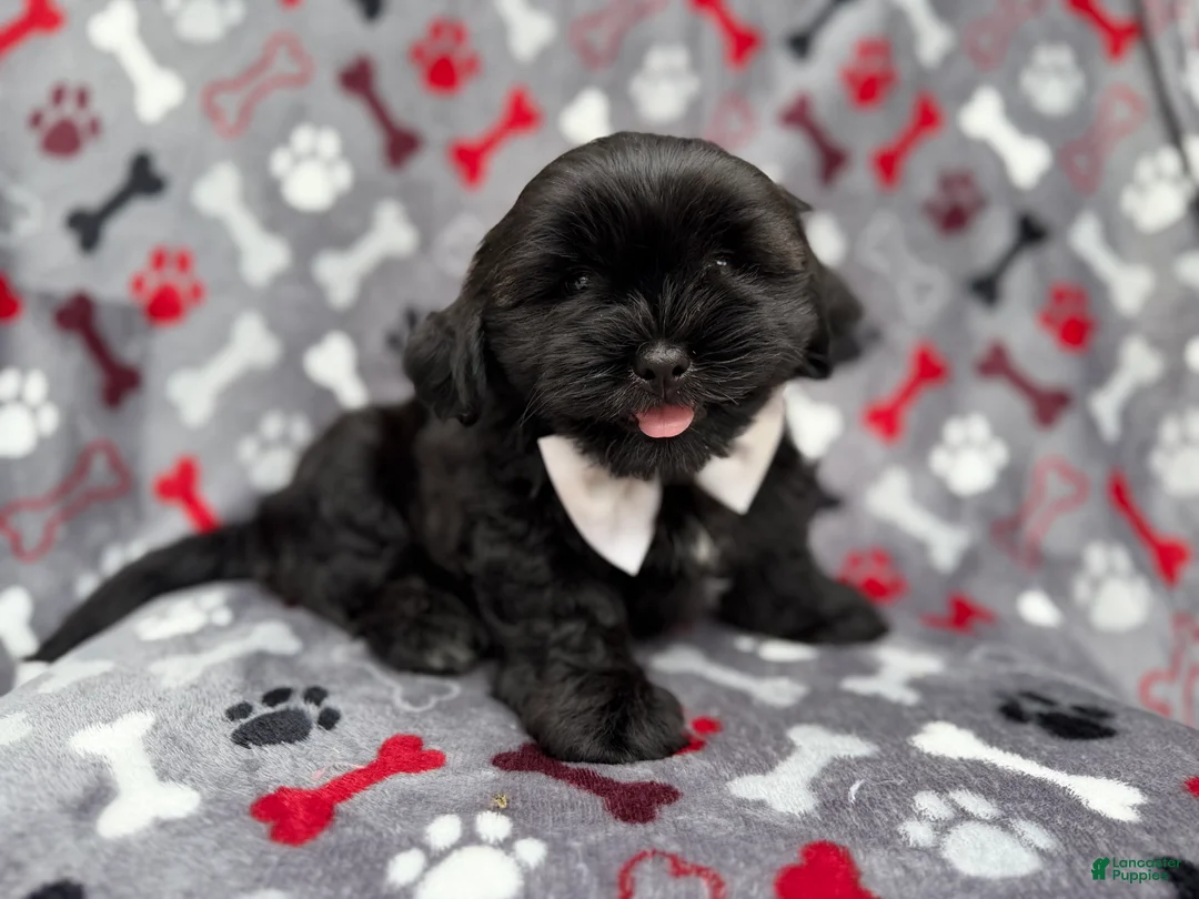 Shih Tzu dogs for sale: Scout - Ad 1