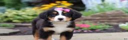 Bernese Mountain Dog dogs for sale: Charlotte - Ad 7
