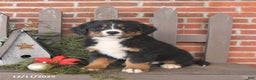 Bernese Mountain Dog dogs for sale: Bandit - Ad 2