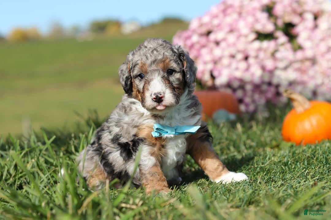 Mini Bernedoodle dogs for sale: Carter - Ad 2
