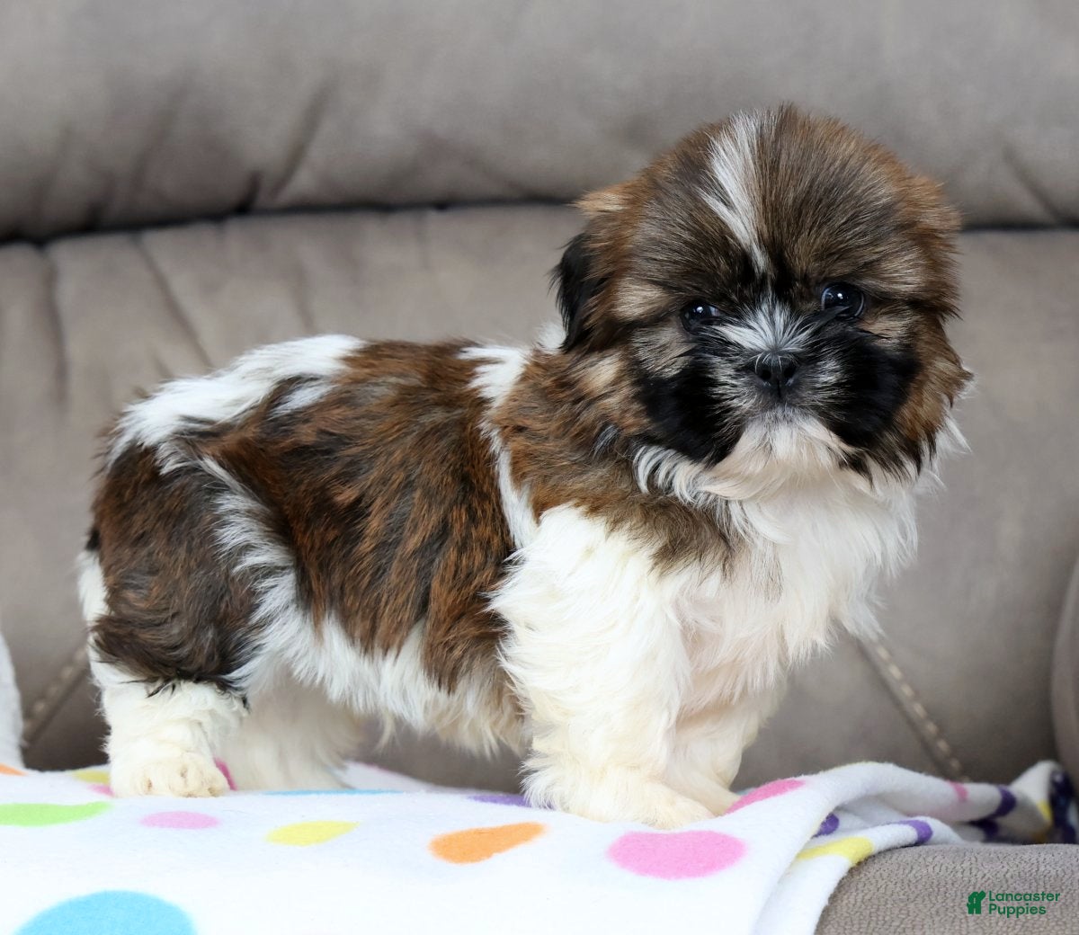 Shih Tzu dogs Tracker - Ad 1