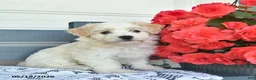 Havanese dogs for sale: Chuck  - Ad 4