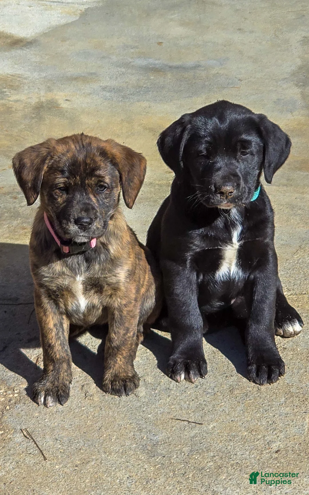 Mixed Breed dogs for sale: Sheila -  Puppy 4 - Ad 2