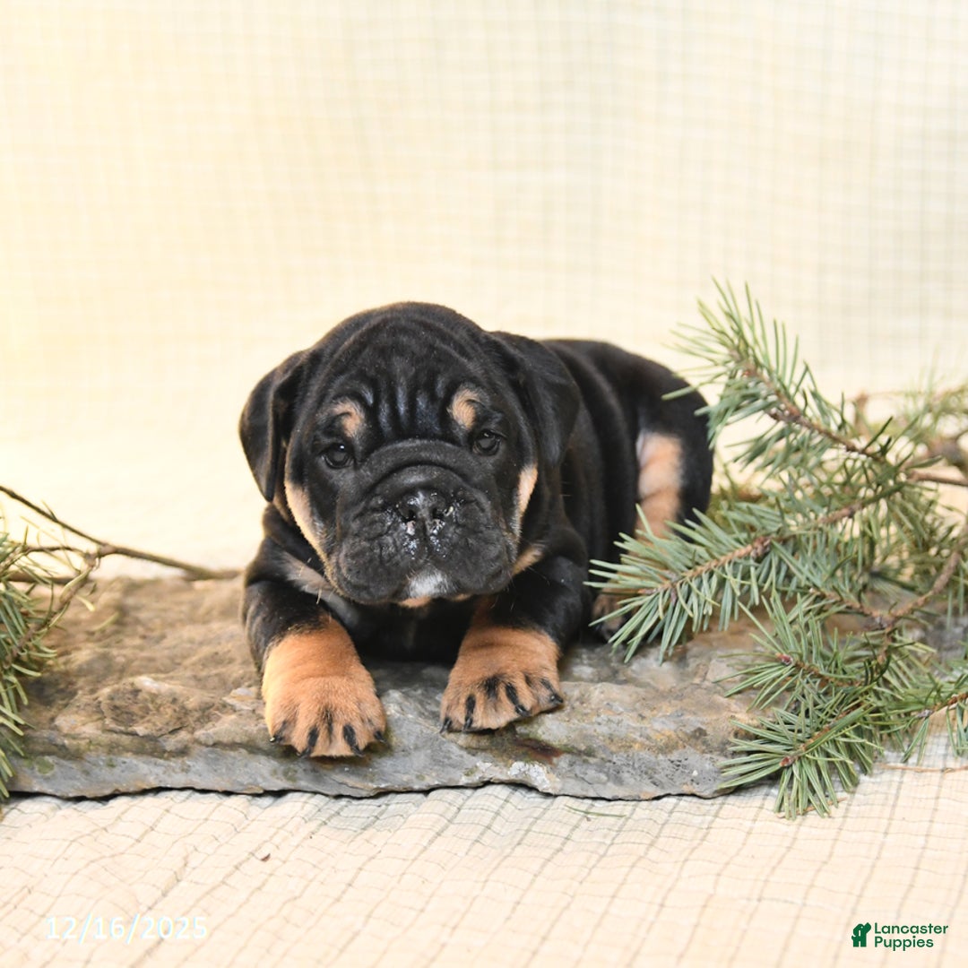 English Bulldog dogs for sale: Poinsettia - Ad 3