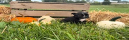 Boston Terrier dogs for sale: Diesel - Ad 7