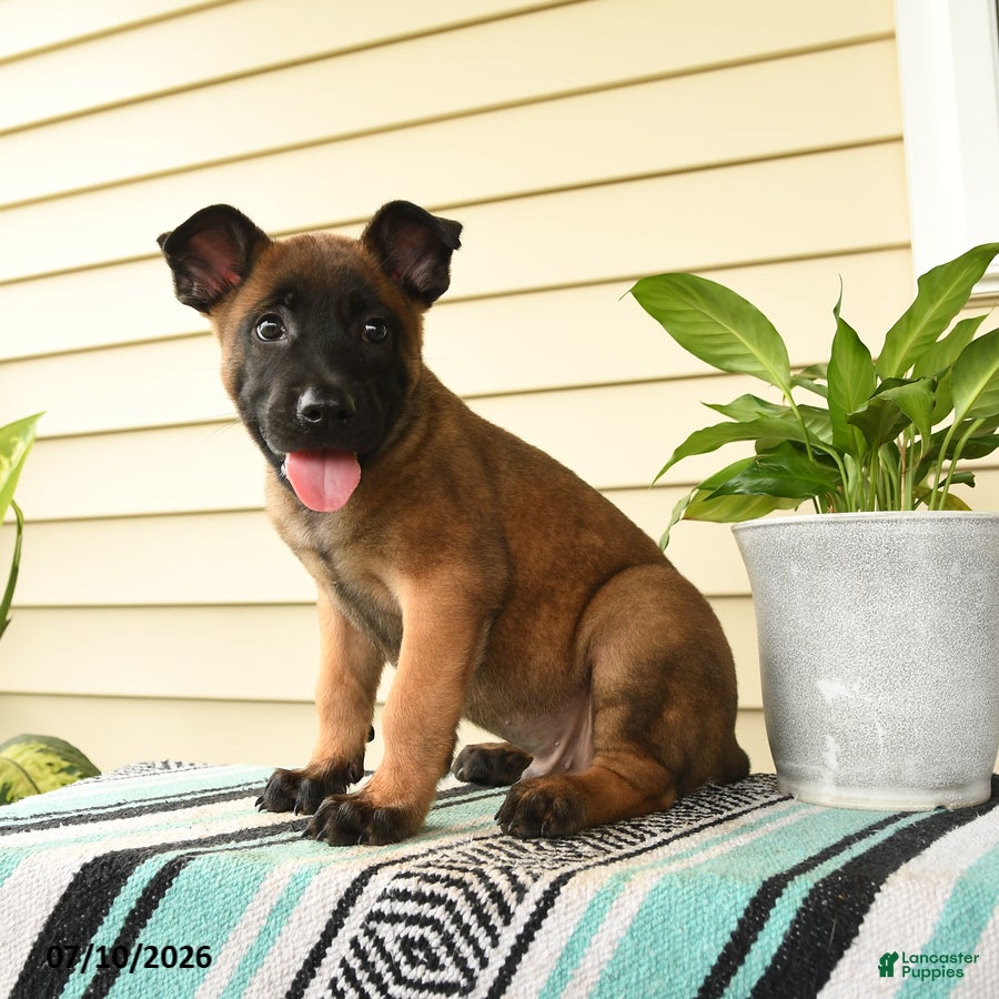 Belgian Malinois dogs Jabari - Ad 1