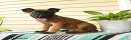 Belgian Malinois dogs for sale: Jabari - Ad 1