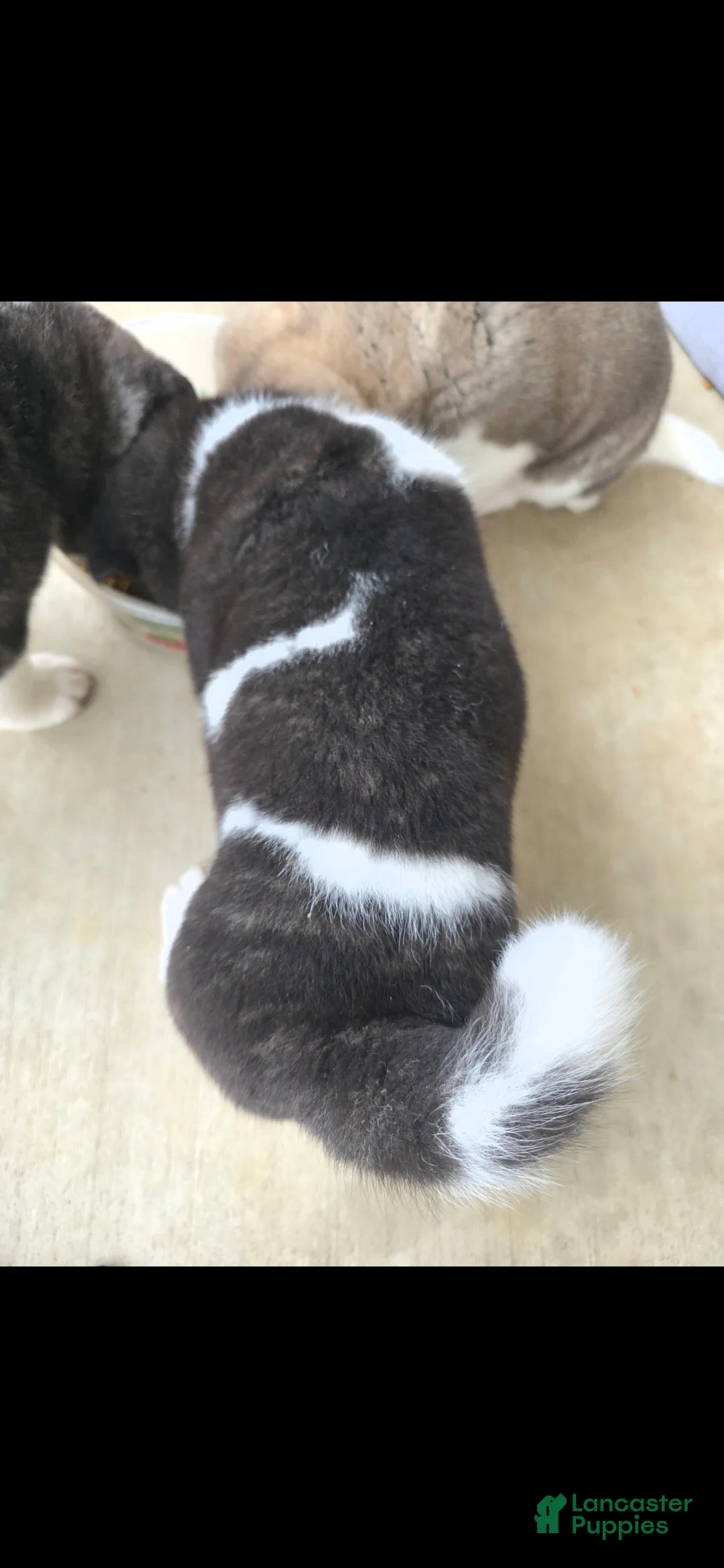 Akita dogs for sale: AKC Zooka - Ad 14