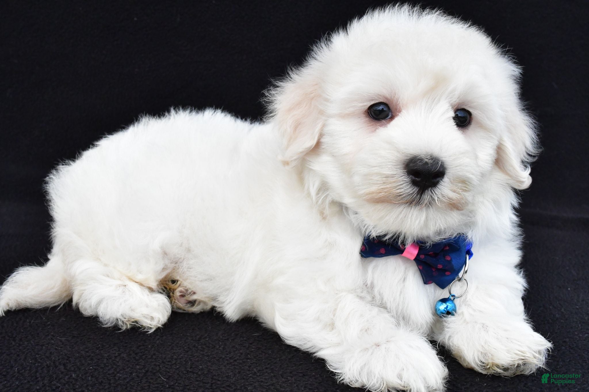 Maltipoo dogs Theo - Ad 1
