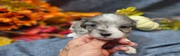 Maltipoo dogs for sale: Joey - Ad 9