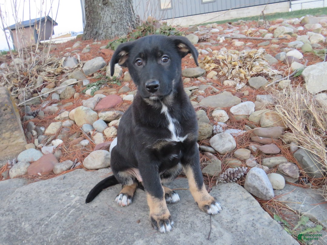 German Shepherd dogs for sale: Harper - Ad 1