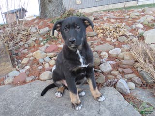 German Shepherd dogs Harper - Ad 20